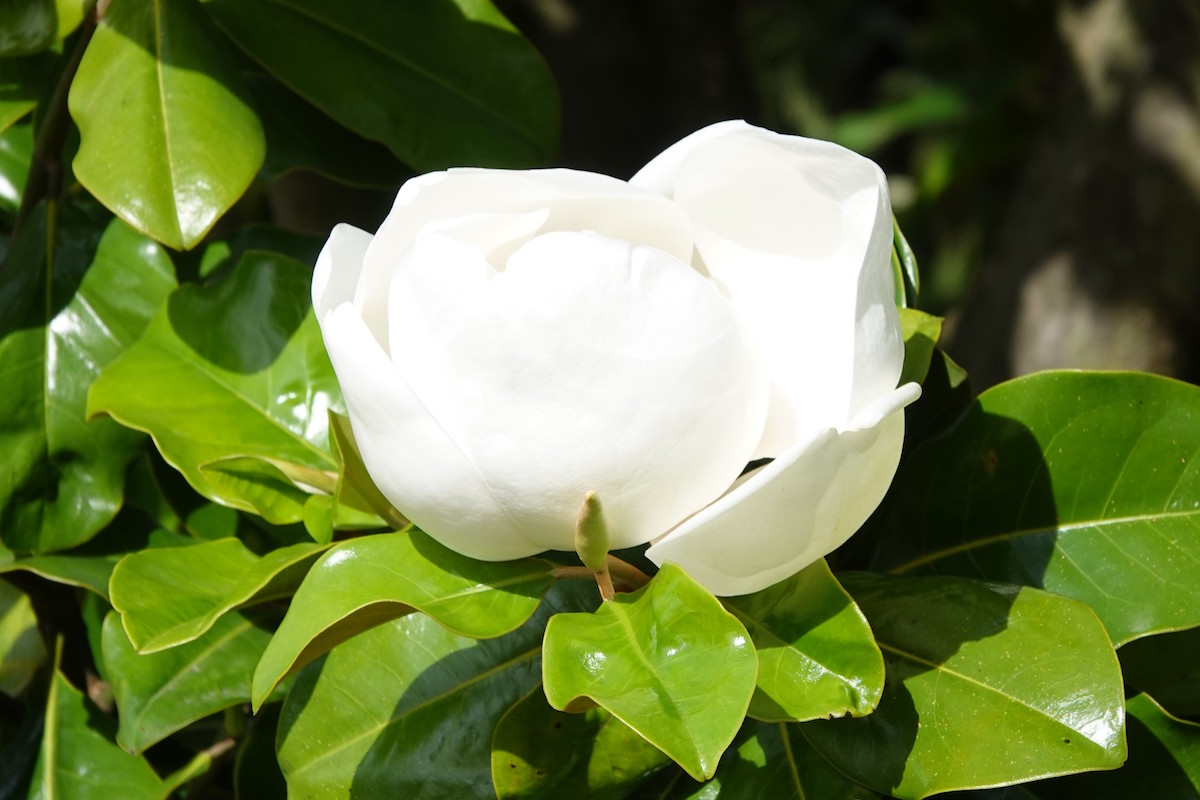 grandiflora Goliath